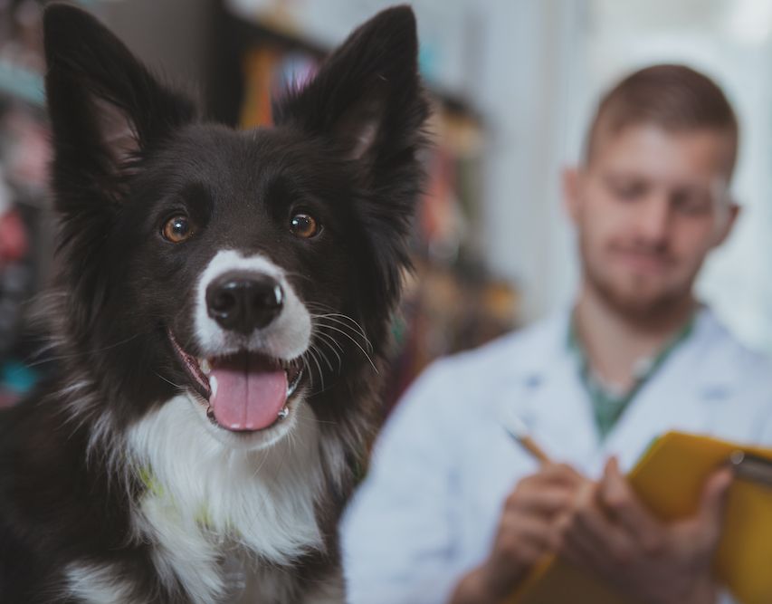 Why Is My Dog Vomiting?